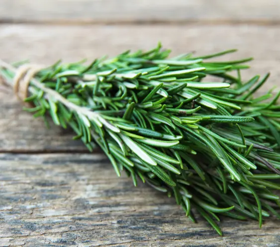 Screenshot 2024-11-30 at 12-18-39 rosemary plant - Google Search.webp