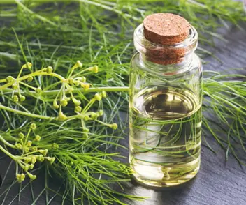 Screenshot 2024-11-30 at 13-53-58 fennel essential oil - Google Search.webp