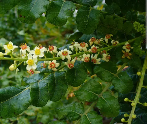 Screenshot 2024-11-30 at 14-01-06 frankincense plant - Google Search.webp