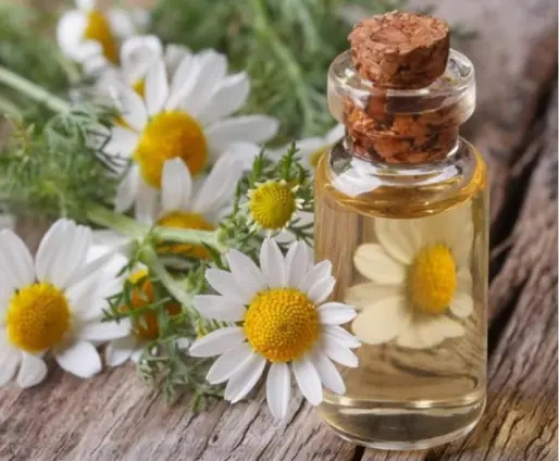 Screenshot 2024-11-30 at 14-13-16 chamomile roman essential oil - Google Search.webp