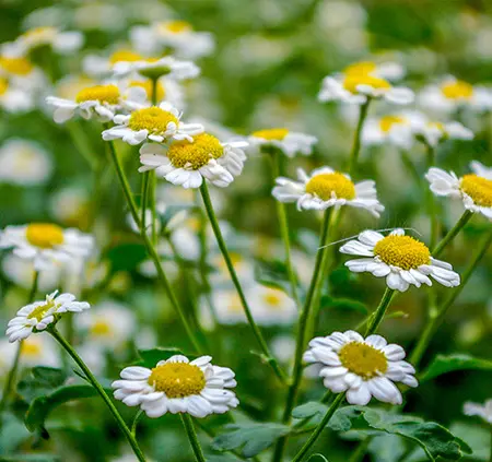 Screenshot 2024-11-30 at 14-13-42 chamomile roman essential oil - Google Search.webp