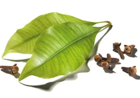 Screenshot 2024-12-01 at 09-29-09 clove leaf essential oil - Google Search.webp