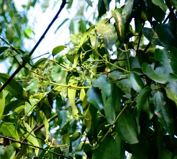 Screenshot 2024-12-01 at 09-28-50 clove leaf essential oil - Google Search.webp