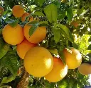 Screenshot 2024-12-01 at 09-57-16 red grape fruit on tree - Google Search.webp