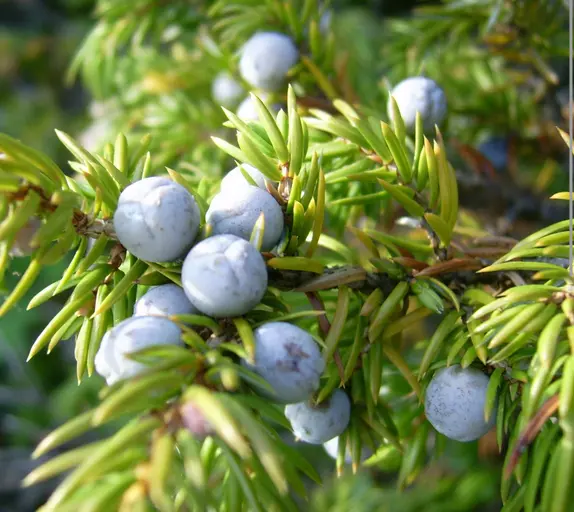 Screenshot 2024-12-01 at 10-02-08 juniper berry essential oil - Google Search.webp