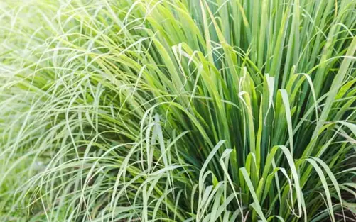 Screenshot 2024-12-01 at 10-15-16 lemongrass - Google Search.webp