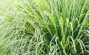 Screenshot 2024-12-01 at 10-15-16 lemongrass - Google Search.webp