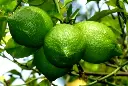 Screenshot 2024-12-01 at 10-23-05 Lime essential oil - Google Search.webp