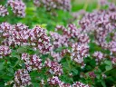 Screenshot 2024-12-01 at 10-40-36 marjoram plant - Google Search.webp