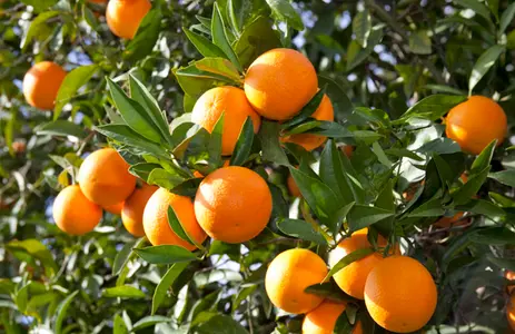 Screenshot 2024-12-01 at 11-53-22 Orange tree - Google Search.webp