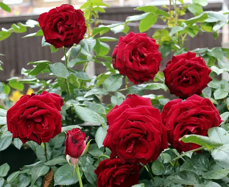 Screenshot 2024-12-01 at 12-32-20 rose bush - Google Search.webp