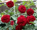 Screenshot 2024-12-01 at 12-32-20 rose bush - Google Search.webp