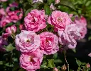 Screenshot 2024-12-01 at 14-07-19 rose bush - Google Search.webp