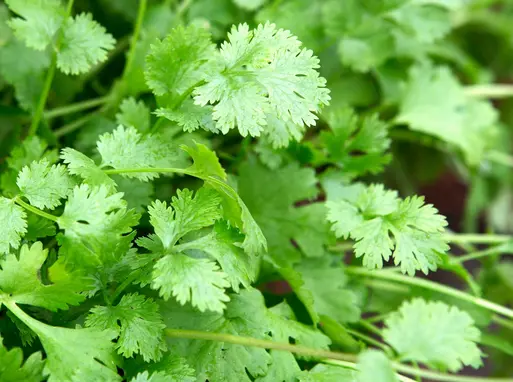 Screenshot 2024-12-01 at 14-13-21 Coriander plant - Google Search.webp