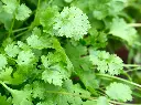 Screenshot 2024-12-01 at 14-13-21 Coriander plant - Google Search.webp