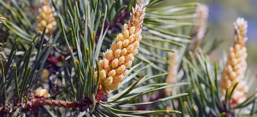 Screenshot 2024-12-01 at 14-27-10 Pine Sylvestris essential oil benefits - Google Search.webp