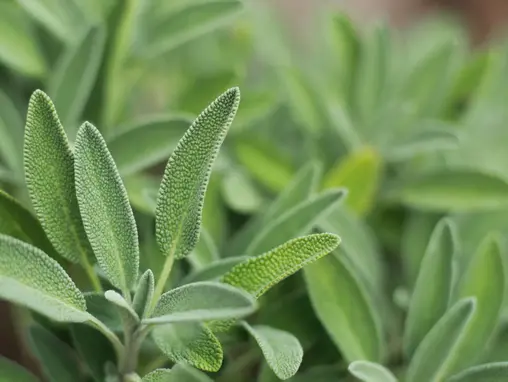 Screenshot 2024-12-01 at 14-37-10 Sage plant - Google Search.webp