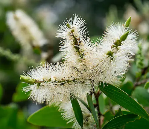 Screenshot 2024-12-01 at 15-43-13 cajeput essential oil - Google Search.webp